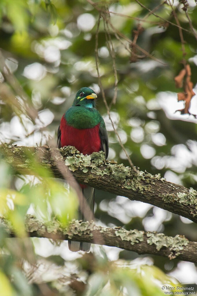 Trogon narina