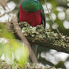 Trogon narina