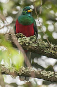 Narina Trogon