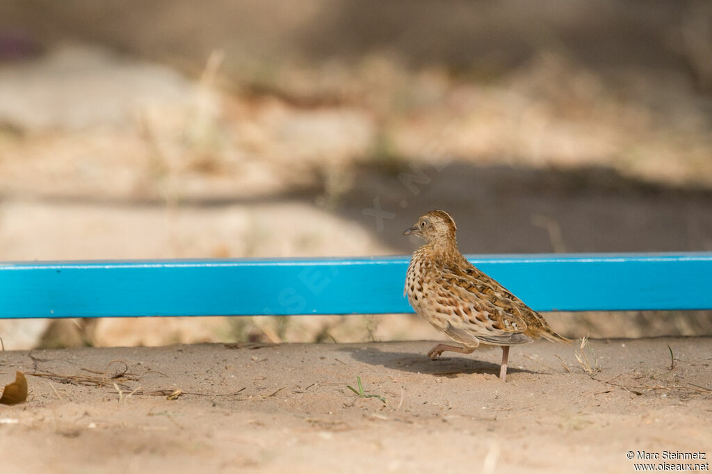 Common Buttonquail