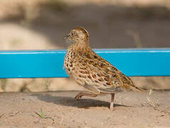 Common Buttonquail