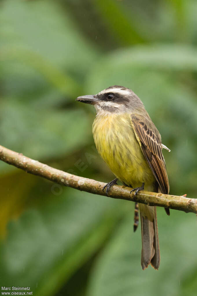 Golden-crowned Flycatcheradult, identification