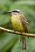 Golden-crowned Flycatcher