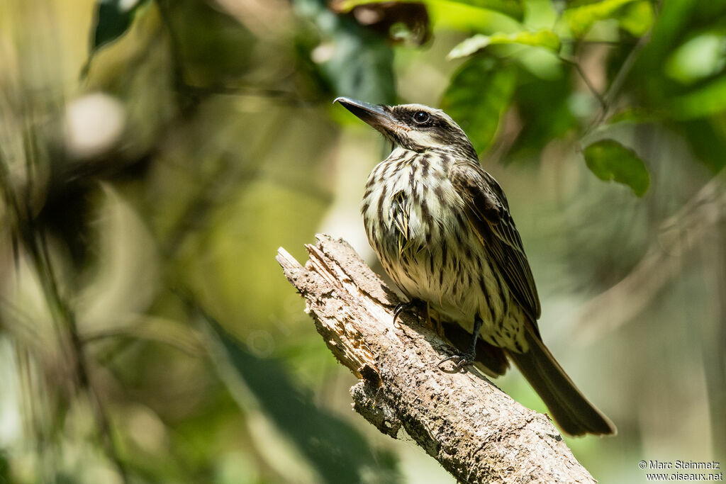 Streaked Flycatcher