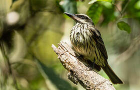 Streaked Flycatcher