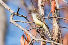 Brown-crested Flycatcher