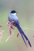 Fork-tailed Flycatcher