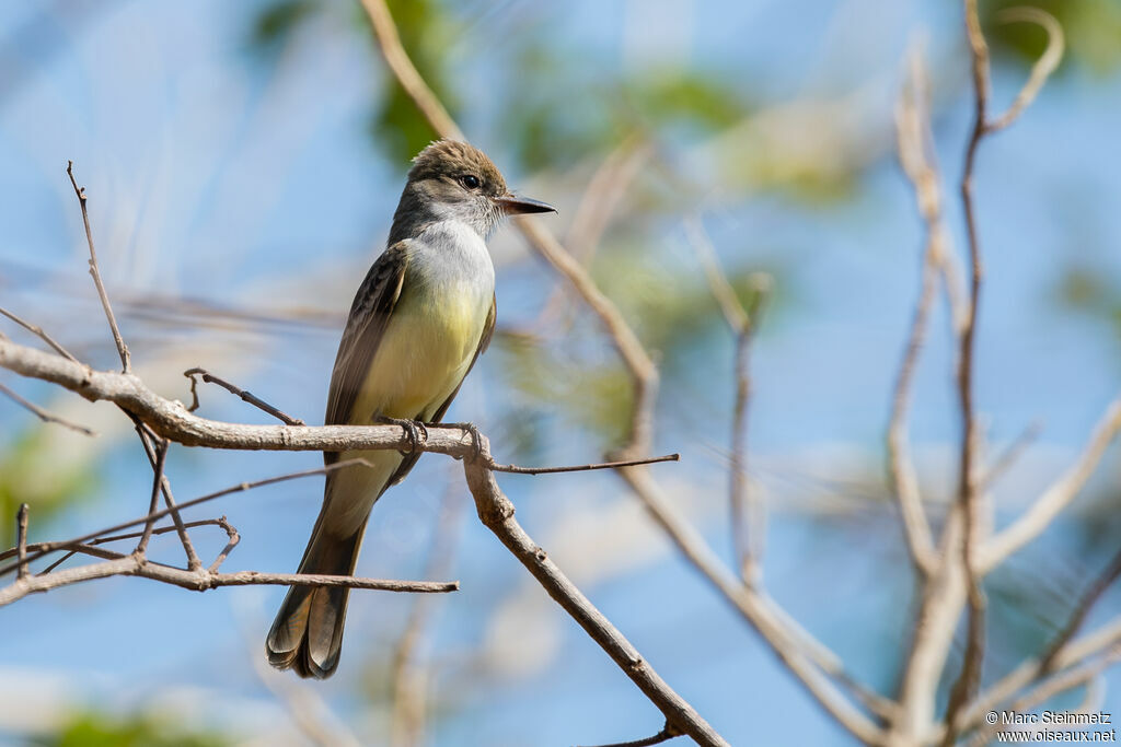 Short-crested Flycatcher