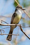 Short-crested Flycatcher