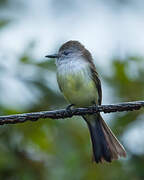 Pale-edged Flycatcher