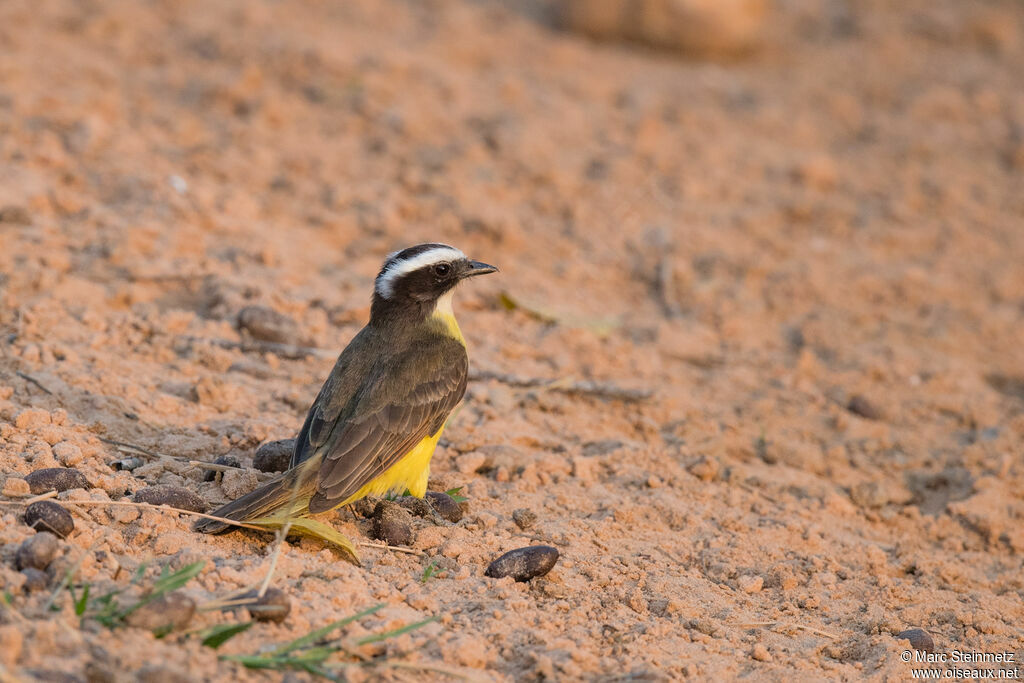 Lesser Kiskadee