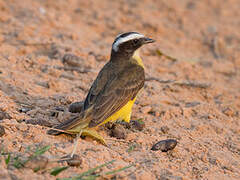 Lesser Kiskadee