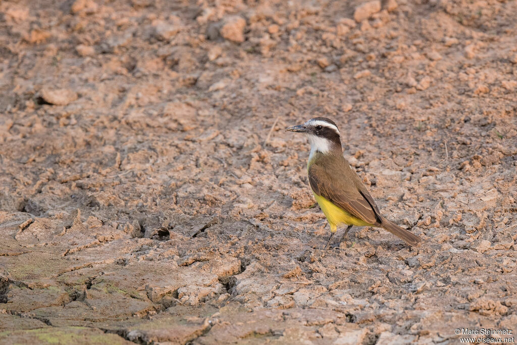 Lesser Kiskadee