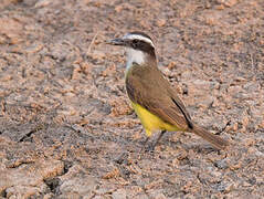 Lesser Kiskadee