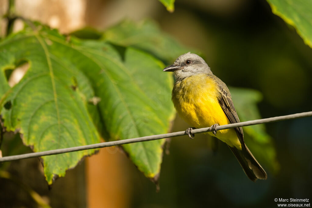 Tropical Kingbird