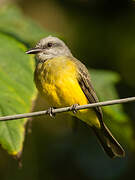 Tropical Kingbird