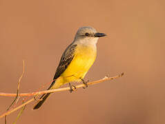 Tropical Kingbird