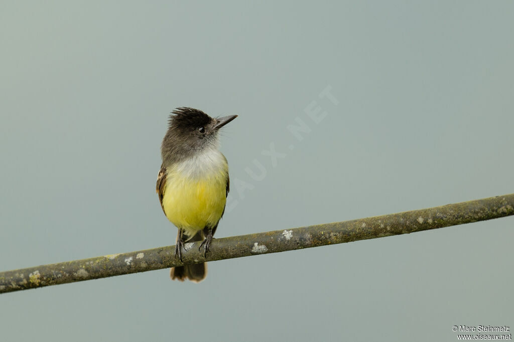 Dusky-capped Flycatcher