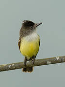 Dusky-capped Flycatcher