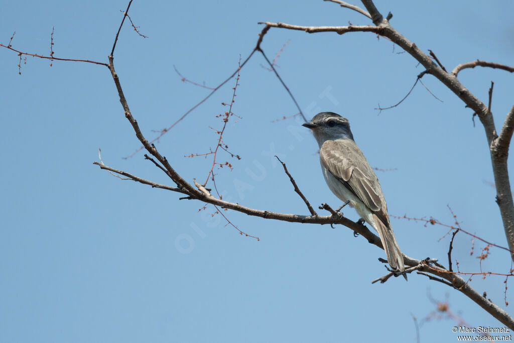 Crowned Slaty Flycatcher