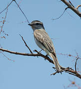 Crowned Slaty Flycatcher