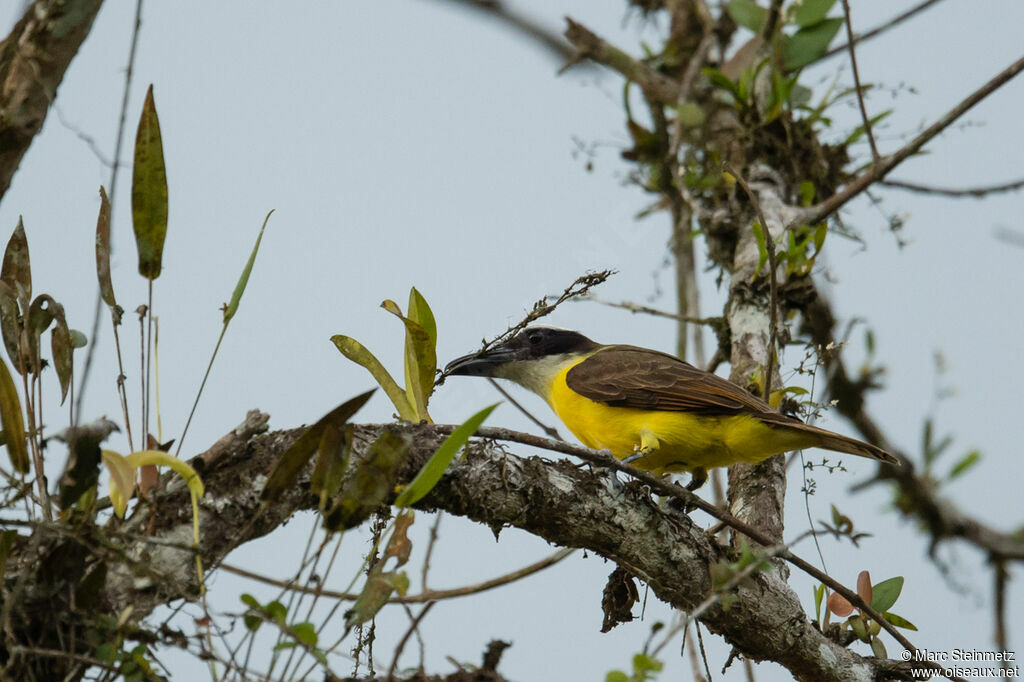 Boat-billed Flycatcher