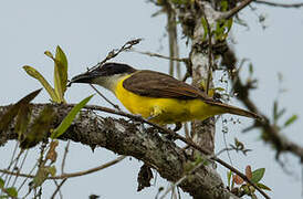 Boat-billed Flycatcher