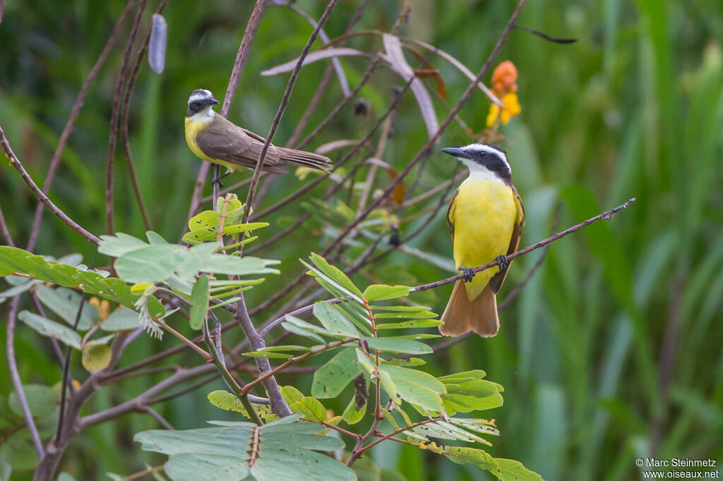 Great Kiskadee