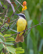 Great Kiskadee