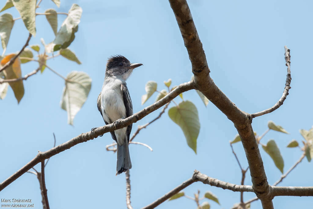 Tyran siffleuradulte, identification