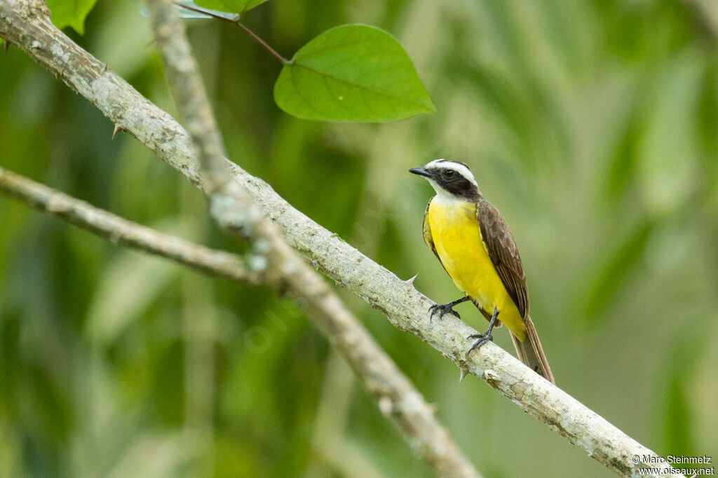 Social Flycatcher