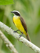 Social Flycatcher