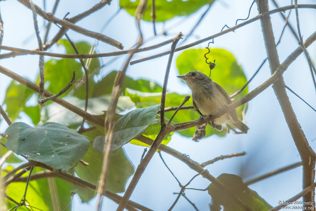 Tyranneau à calotte fauve