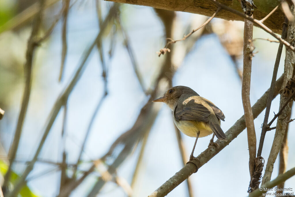 Tyranneau à huppe fauve