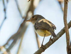 Fulvous-crowned Scrub Tyrant