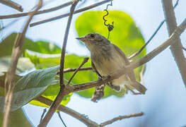 Fulvous-crowned Scrub Tyrant