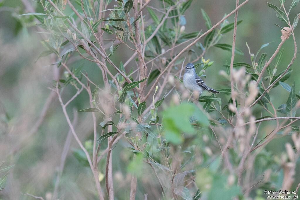 Tyranneau à toupet