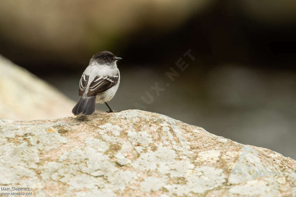 Torrent Tyrannuletadult, habitat, pigmentation