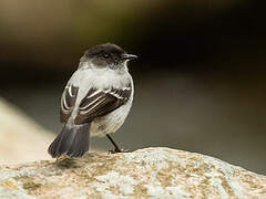 Torrent Tyrannulet