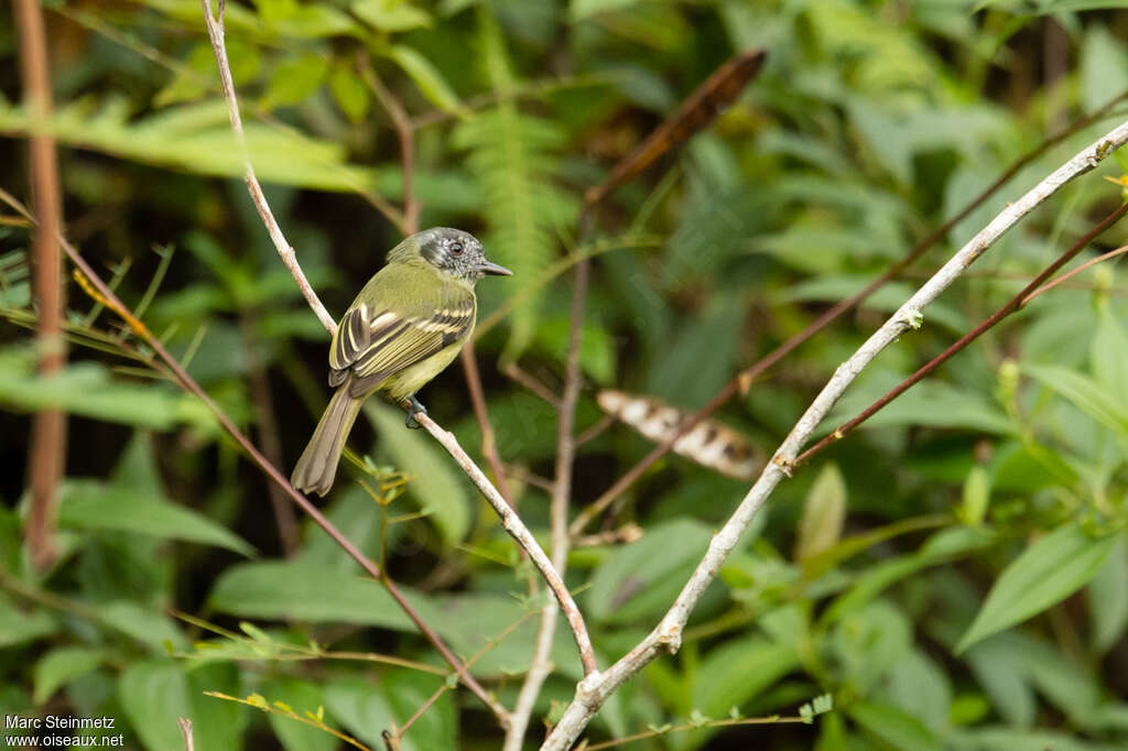 Marble-faced Bristle Tyrantadult