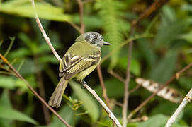 Marble-faced Bristle Tyrant