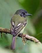 Marble-faced Bristle Tyrant