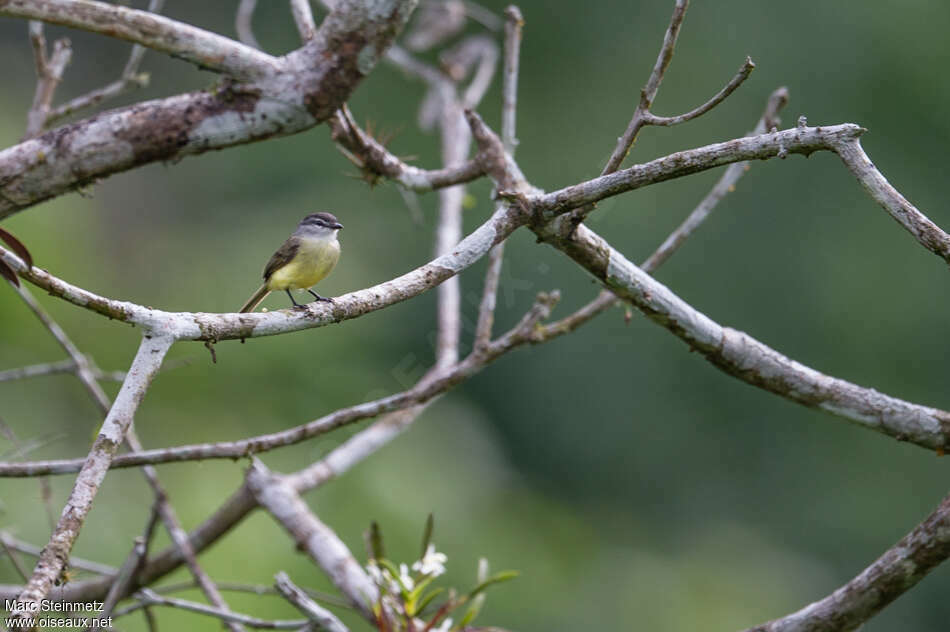 Sooty-headed Tyrannulet, habitat, pigmentation