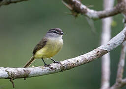 Sooty-headed Tyrannulet