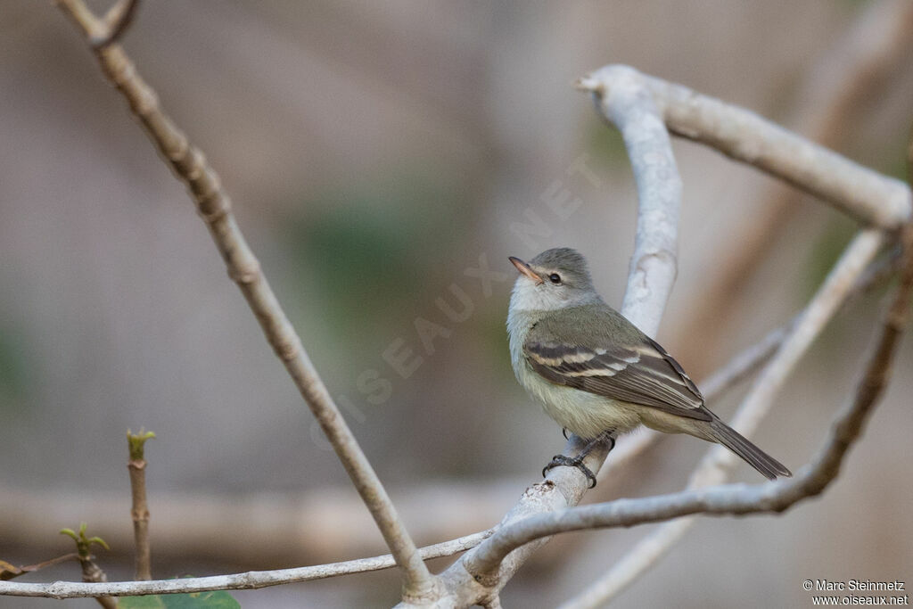 Southern Beardless Tyrannulet