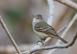 Southern Beardless Tyrannulet