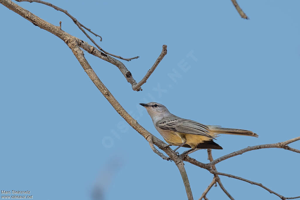 Suiriri Flycatcheradult, identification