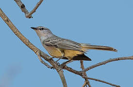 Suiriri Flycatcher