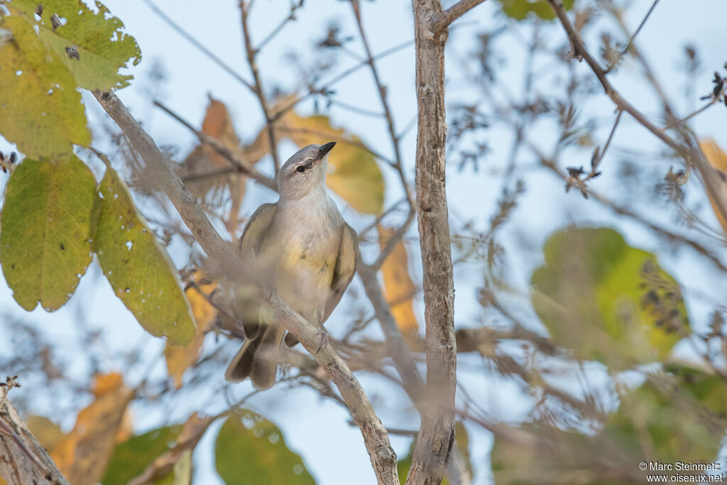 Suiriri Flycatcher