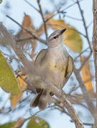 Suiriri Flycatcher